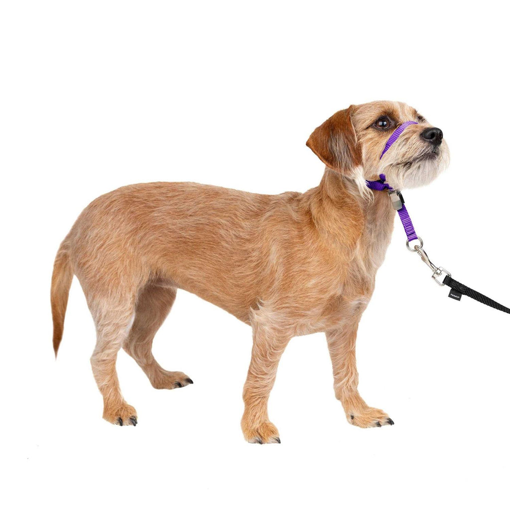 Headcollar O4737