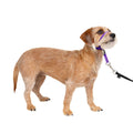 Headcollar O4737