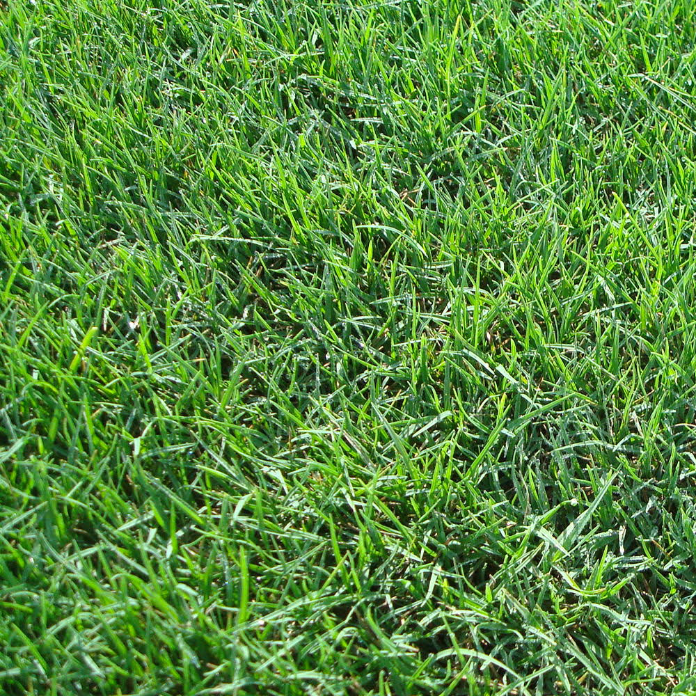 3x22 Grass Plugs 36 Count J948