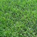 3x22 Grass Plugs 36 Count J948
