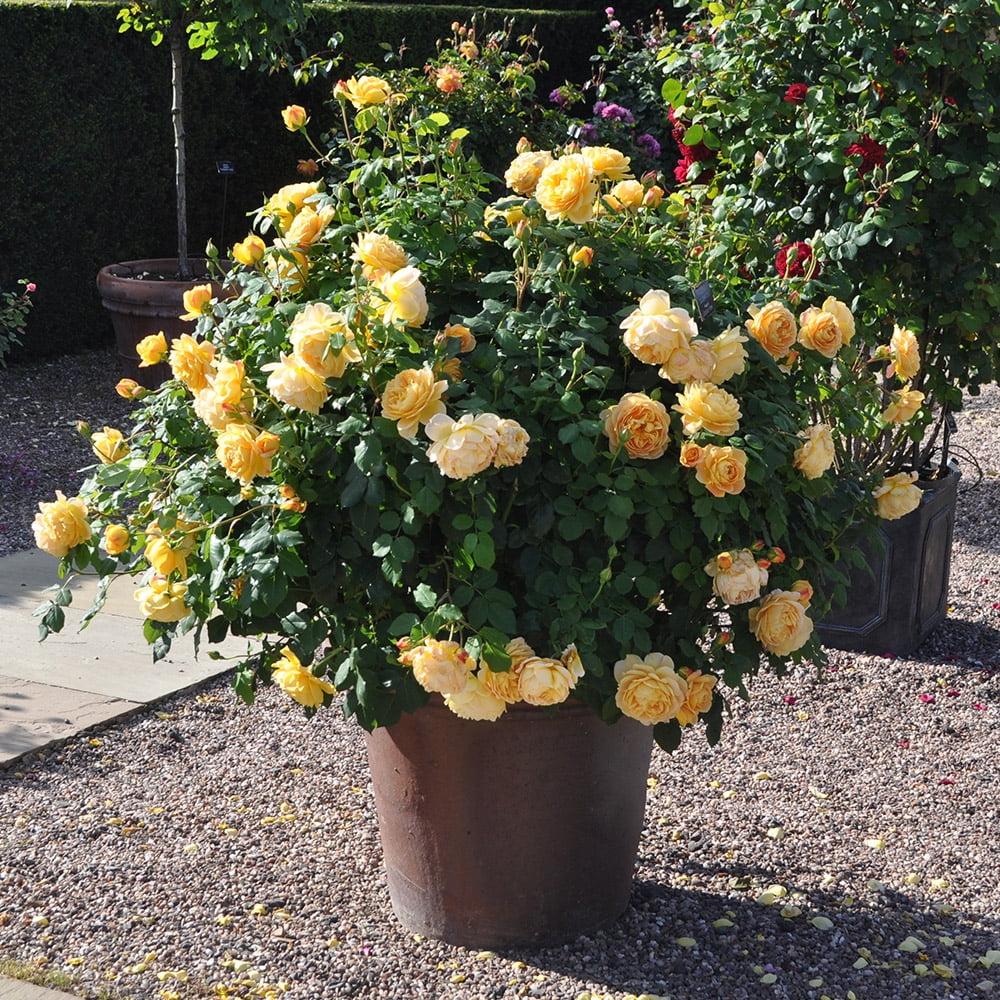Yellow Rose Bush C6549