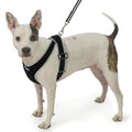 X-Small Black Nylon Dog Harness B350