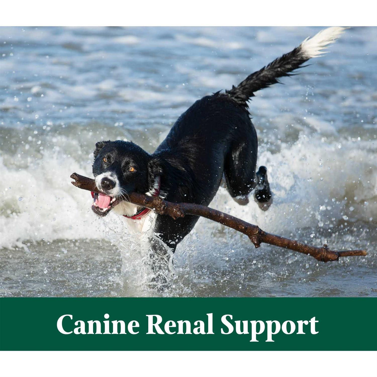 3.9 oz Canine Renal Support A769279