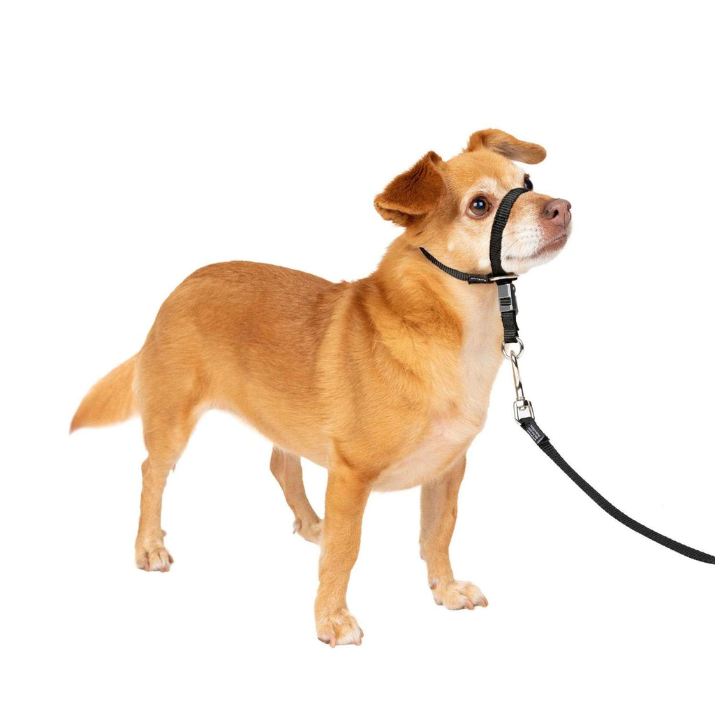 Headcollar O4737