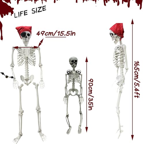 5.4Ft Life Size Posable Skeleton E4997