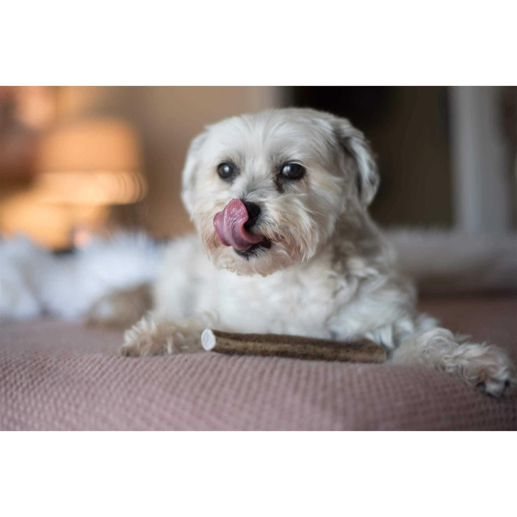 Elk Antler Dog Chew P184