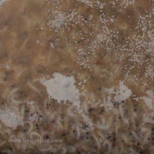Frozen Mysis Shrimp K27399