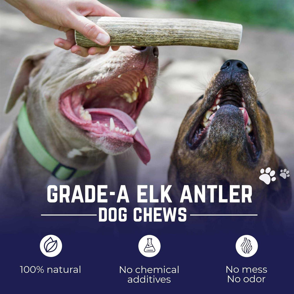 Elk Antler Dog Chew P184
