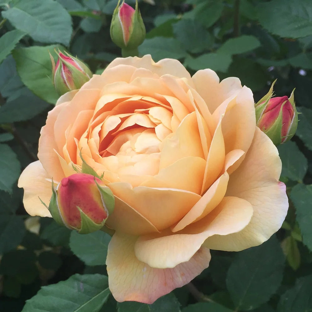 Yellow Rose Bush C6549