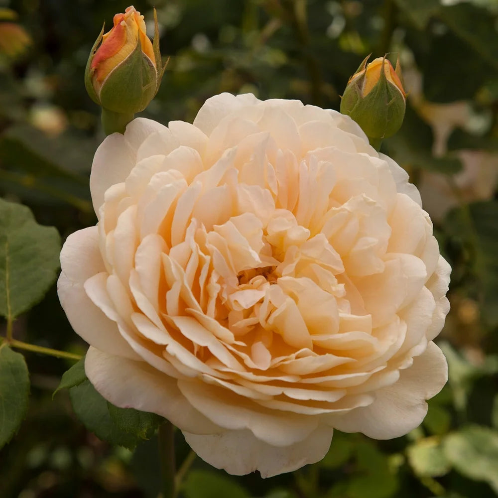 Yellow Rose Bush C6549