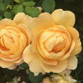 Yellow Rose Bush C6549
