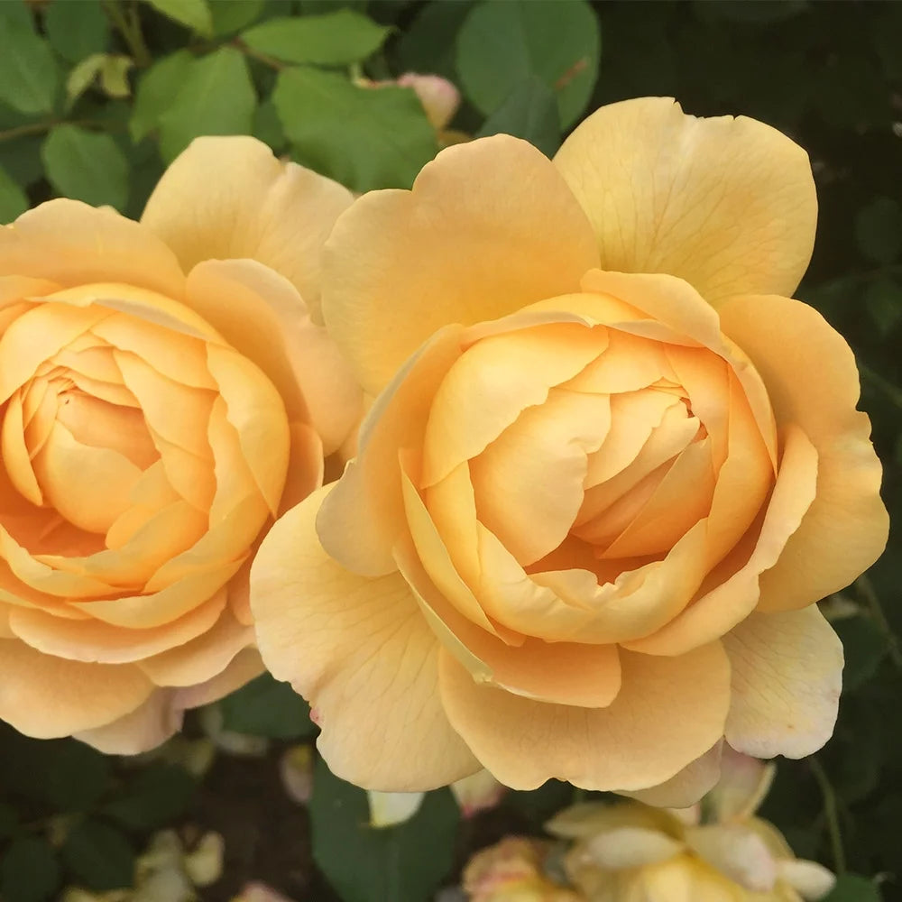 Yellow Rose Bush C6549