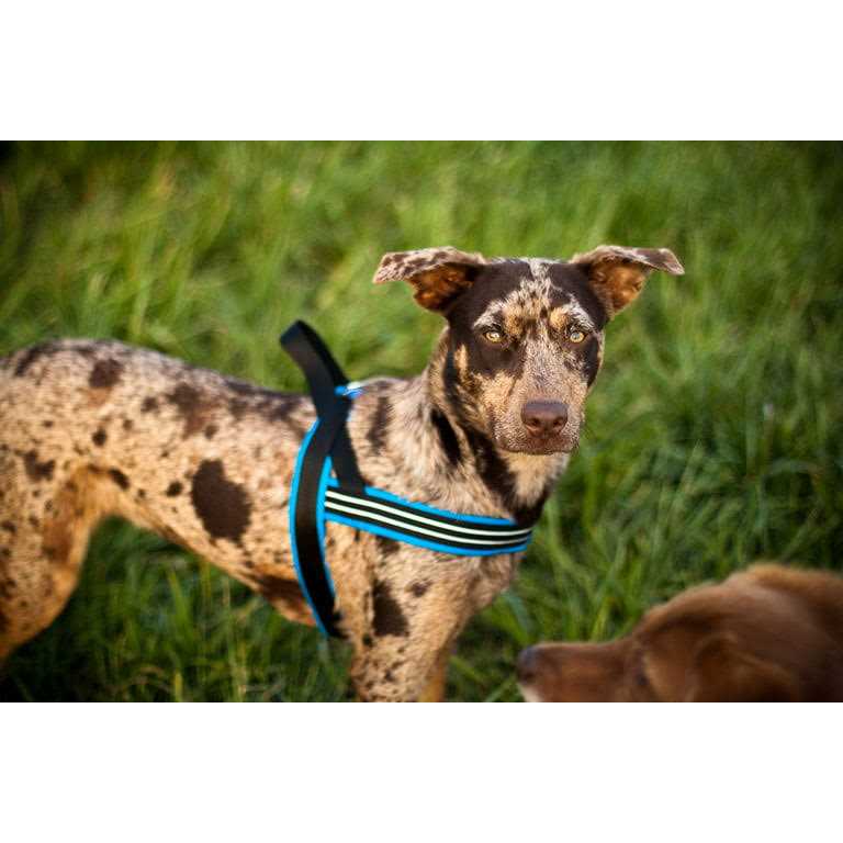 Sport Harness S99693