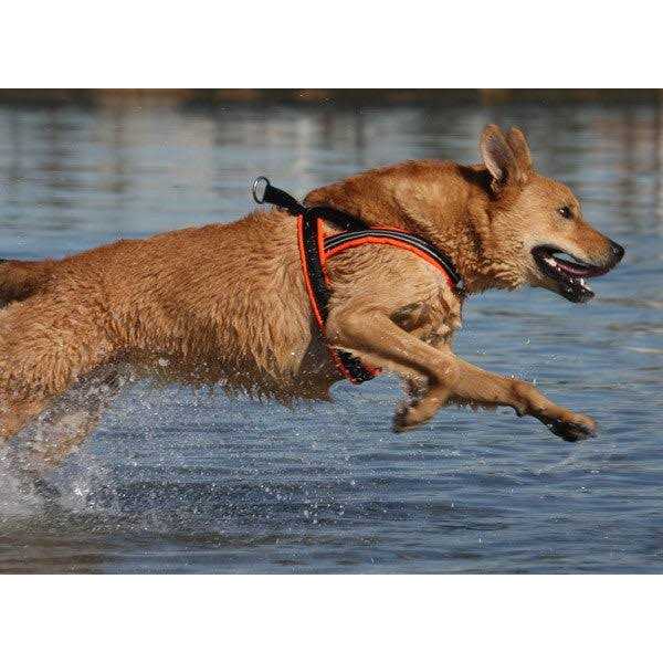 Sport Harness S99693