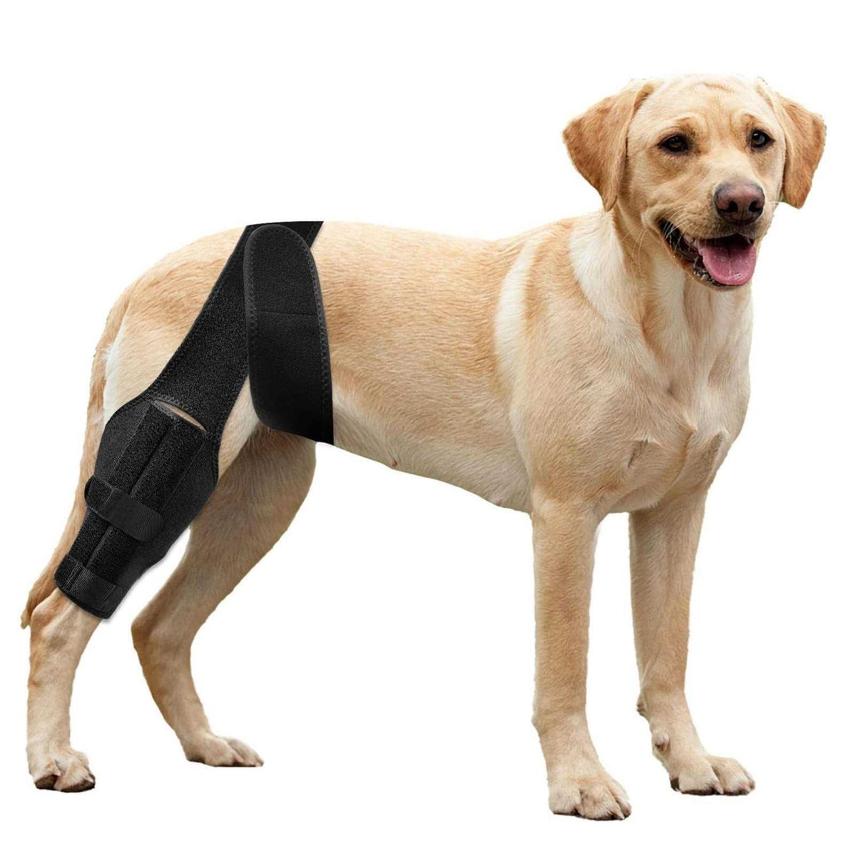 Dog Knee Brace P75425