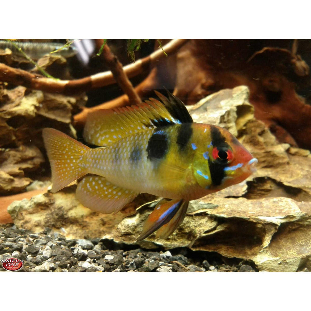 Freshwater Flakes Q7128