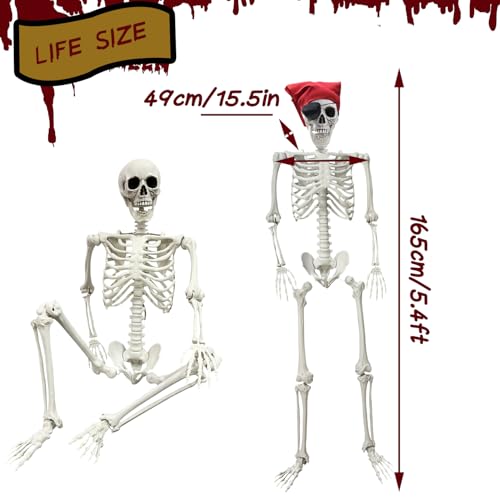 5.4Ft Life Size Posable Skeleton E4997