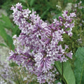 Purple Pink Lilac Hedge F7014