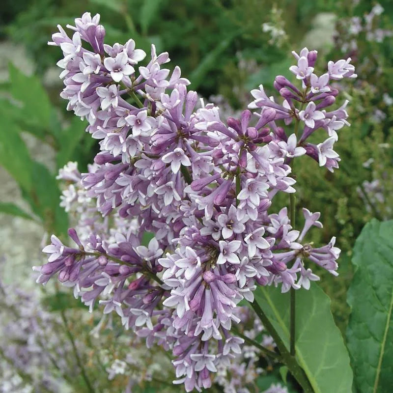Purple Pink Lilac Hedge F7014