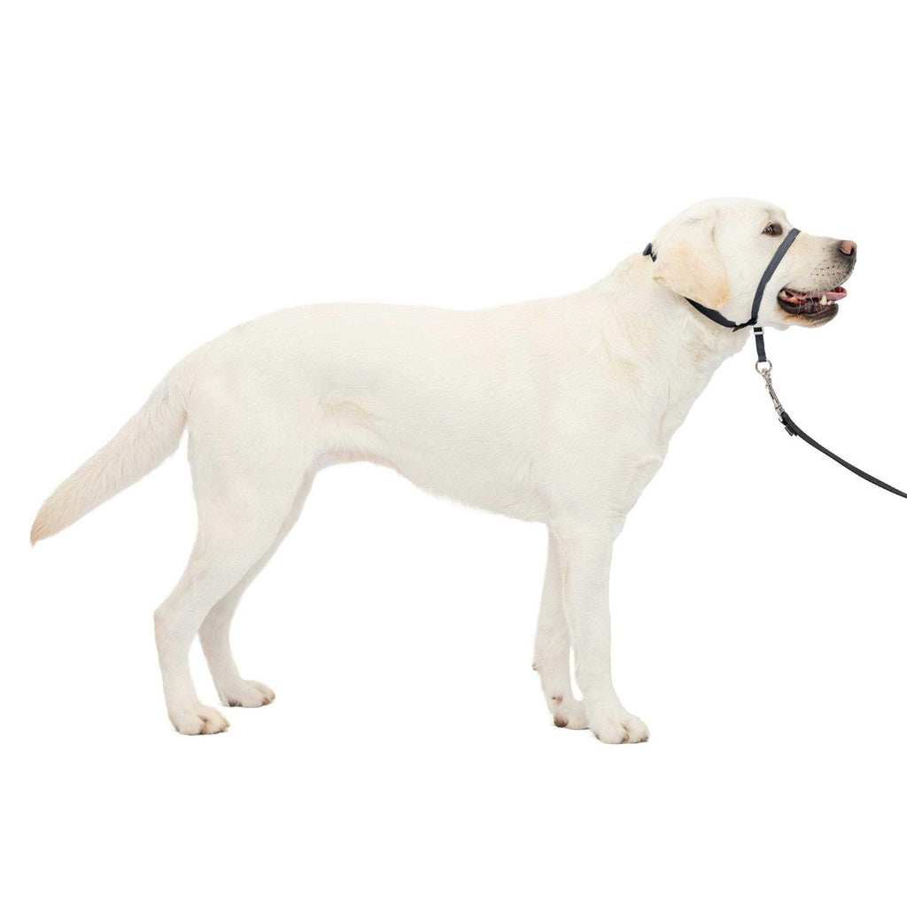 Headcollar O4737